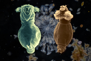 Коловратка: живёт в соседней луже и спит по 25 тысяч лет