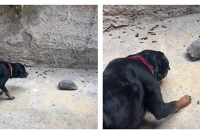 Необычная реакция собаки на черепаху