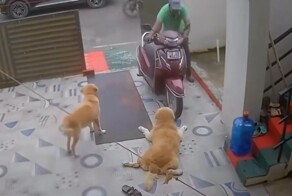 Пёс притворился, что у него болит лапа, чтобы хозяин его погладил