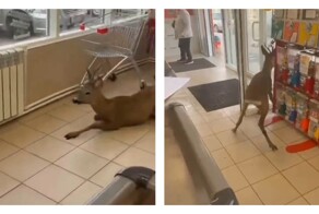 Косуля забежала в магазин в Краснодарском крае