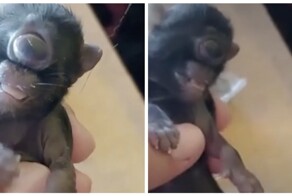 В Бразилии родился котёнок-циклоп