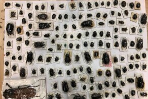 В Москве в посылках обнаружили 200 высушенных жуков стоимостью 1,5 млн рублей