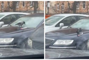 Ворона скатилась на бутылке с машины