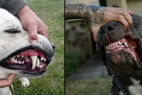 Рейтинг собак по мощности укуса: какая порода оказалась безумно сильна?