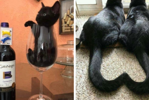 18 фотографий, которые доказывают, что чёрные котики приносят хорошее настроение