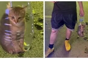 Китаец носит кота в пятилитровой бутылке с дыркой