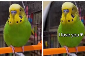 Разговорчивый попугай попал в Книгу рекордов Гиннесса