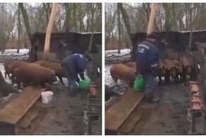 Пенсионер с военным прошлым кормит свиней, отдавая им строгие приказы