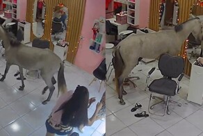 В салон красоты в Бразилии зашла лошадь