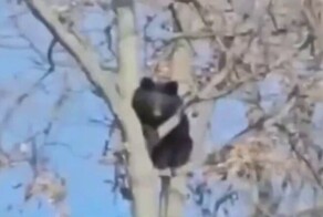 Медведь устроил слежку за рабочими