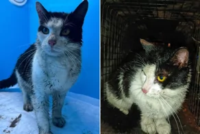 В&nbsp;Санкт-Петербурге неравнодушные люди спасли кота, оказавшегося в заточении внутри набережной канала Грибоедова