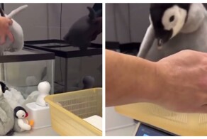 Как взвешивают пингвинят