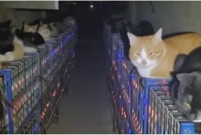 Коты против майнеров: как бездомные животные остановили криптоферму в Китае