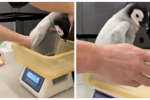 Японский океанариум показал, как взвешивают детёныша королевского пингвина