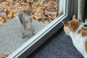 22 ритуала и занятия ноябрьских котиков