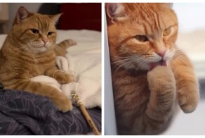 Кот-артист: девушка показала театральный талант питомца