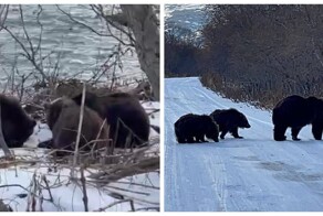 Медвежье семейство присвоило себе улов камчатских рыбаков