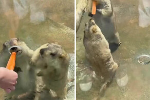 В  зоопарке два сурка устроили нешуточную драку, не поделив морковку