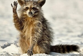 От мусорки к миске: еноты повторяют путь собак и кошек в эволюции