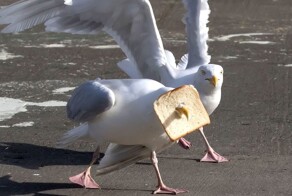 Из жизни чаек