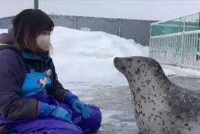 Тюлень синхронизировался со своей смотрительницей