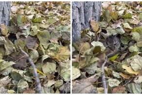 Осеннее настроение