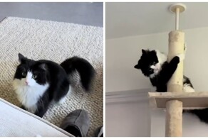 Суетолог в естественной среде обитания