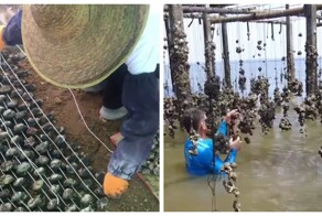 Как выращивают устриц на цементных дисках