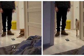 Пёс стал  будильником для хозяйки