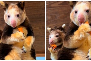 Древесные кенгуру, которые выглядят как смесь коалы и опоссума