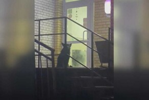 Агрессивная собака почти пять часов осаждала пункт выдачи в Омске