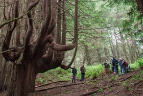Как ветра и случайность спасли секвойи Затерянного Берега