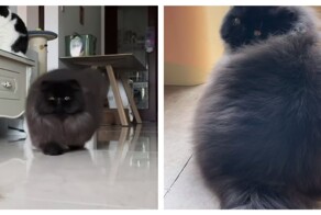 Привет от Дона Котлеоне