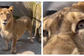 Львица с короткими лапами покоряет интернет