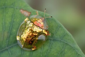 20 примеров нестандартных и аномальных красок природы