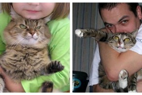 Кошкам тоже приходится несладко