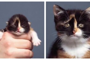 Таймлапс взросления котёнка