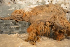 Учёные впервые расшифровали РНК мамонта возрастом 40 тыс. лет