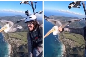 Пеликан присоединился к парапланеристу во время полёта