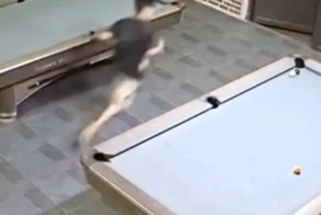 Семейная дисциплина по-вьетнамски: жена силой забрала мужа из бильярдной