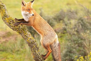 Лисы гораздо удивительнее, чем кажется — вот 31 доказательство