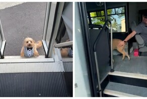 Водитель автобуса для собак: работа мечты