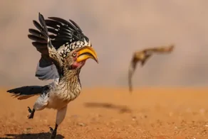 Стыдливый слон и танцующие лемуры: посмотрите на самые смешные фото животных 2025 года!