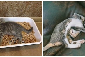 Кошачий тихий час