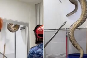 Крупную змею поймали в доме учительницы