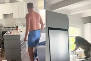 В Южной Африке бабуин пробрался в квартиру туристов и устроил фруктовый пир