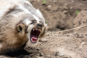 Американский барсук: неадекватный и злой