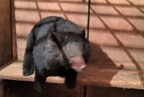 В Приморье гималайский медведь пришёл в одну из местных школ