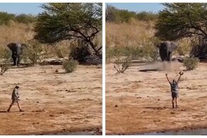 Мужчина остановил несущегося слона неожиданным жестом