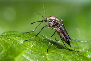 Фотограф заснял, как комар кусает змею